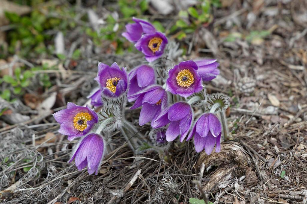 cette photo de fleur illustre le thème merveilles naturelles