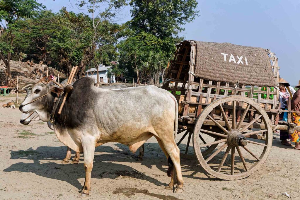 Ce taxi tiré par un boeuf représente les photos du Myanmar