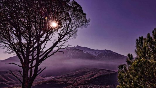 couleur violette sur le massif du Canigou et en premier plan, un pin nommé "el pi del rey"
