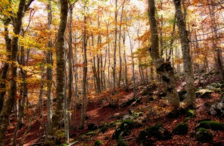 sous-bois-dorés